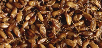 Цільні зерна і насіння