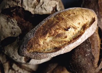 Пуразаур  жито